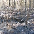 Skutki suszy , i bezmyślności człowieka . Wiekszy z pożarów , który miał miejsce w ostanią niedziele , widać jescze tlącą się ściółkę , zagasiłem ją zasupując i zadeptując .