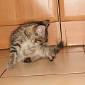 Koty do adopcji #adopcja #adopcje #Gliwice #kocięta #kot #kotki #koty #pomoc #przygarnę #schronisko #zaadoptuję #zwierzęta