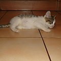Koty do adopcji #adopcja #adopcje #Gliwice #kocięta #kot #kotki #koty #pomoc #przygarnę #schronisko #zaadoptuję #zwierzęta