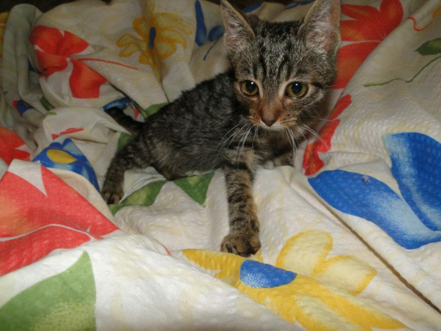 Koty do adopcji #adopcja #adopcje #Gliwice #kocięta #kot #kotki #koty #pomoc #przygarnę #schronisko #zaadoptuję #zwierzęta