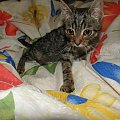 Koty do adopcji #adopcja #adopcje #Gliwice #kocięta #kot #kotki #koty #pomoc #przygarnę #schronisko #zaadoptuję #zwierzęta