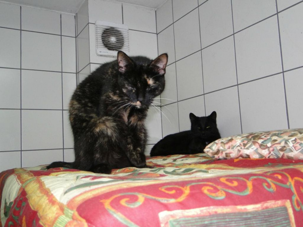Koty do adopcji #adopcja #adopcje #Gliwice #kocięta #kot #kotki #koty #pomoc #przygarnę #schronisko #zaadoptuję #zwierzęta
