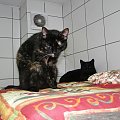 Koty do adopcji #adopcja #adopcje #Gliwice #kocięta #kot #kotki #koty #pomoc #przygarnę #schronisko #zaadoptuję #zwierzęta