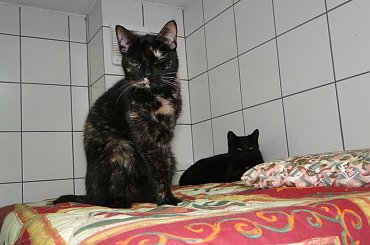 Koty do adopcji #adopcja #adopcje #Gliwice #kocięta #kot #kotki #koty #pomoc #przygarnę #schronisko #zaadoptuję #zwierzęta