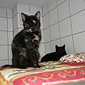 Koty do adopcji #adopcja #adopcje #Gliwice #kocięta #kot #kotki #koty #pomoc #przygarnę #schronisko #zaadoptuję #zwierzęta