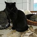 Koty do adopcji #adopcja #adopcje #Gliwice #kocięta #kot #kotki #koty #pomoc #przygarnę #schronisko #zaadoptuję #zwierzęta