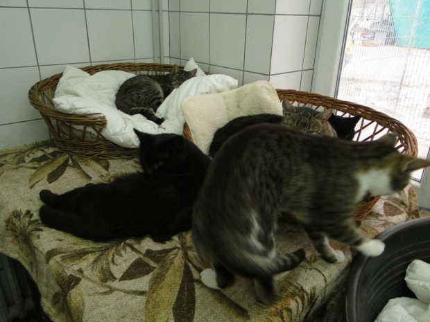 Koty do adopcji #adopcja #adopcje #Gliwice #kocięta #kot #kotki #koty #pomoc #przygarnę #schronisko #zaadoptuję #zwierzęta