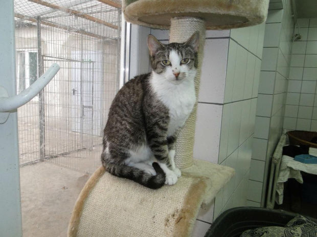 Koty do adopcji #adopcja #adopcje #Gliwice #kocięta #kot #kotki #koty #pomoc #przygarnę #schronisko #zaadoptuję #zwierzęta