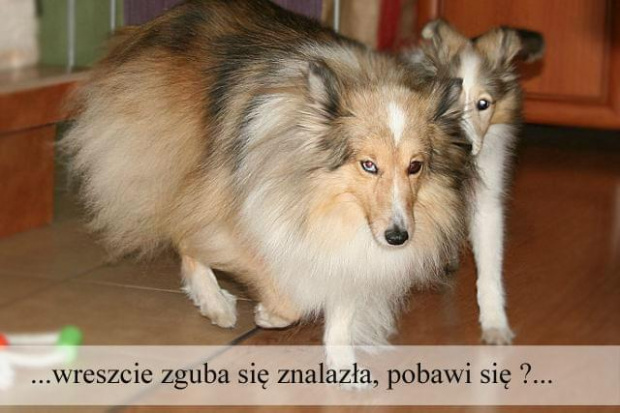 Perełka 3 miesiące i 11 dni #OwczarekSzetlandzki #sheltie