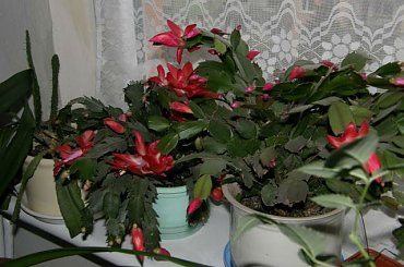 szlumbergera #grudniki #szlumbergery