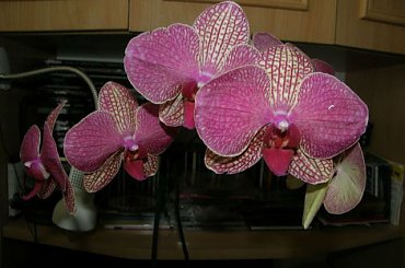 phalenopsis #kwiaty #phalenopsis