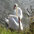 Łabędzie nieme (Cygnus olor)