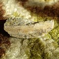 Ptilodictya lanceolata ( Goldfuss , 1844 ) – kolonia mszywioła sylurskiego . Długość okazu - 2,7 cm . Wiek : sylur ( wenlok ) . Data znalezienia : 2009 .