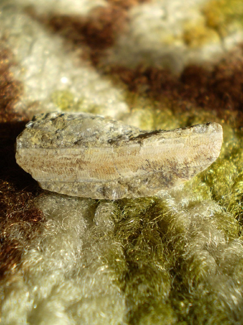 Ptilodictya lanceolata ( Goldfuss , 1844 ) – kolonia mszywioła sylurskiego . Długość okazu - 2,7 cm . Wiek : sylur ( wenlok ) . Data znalezienia : 2009 .