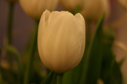 Elegancja w bieli #Kwiaty