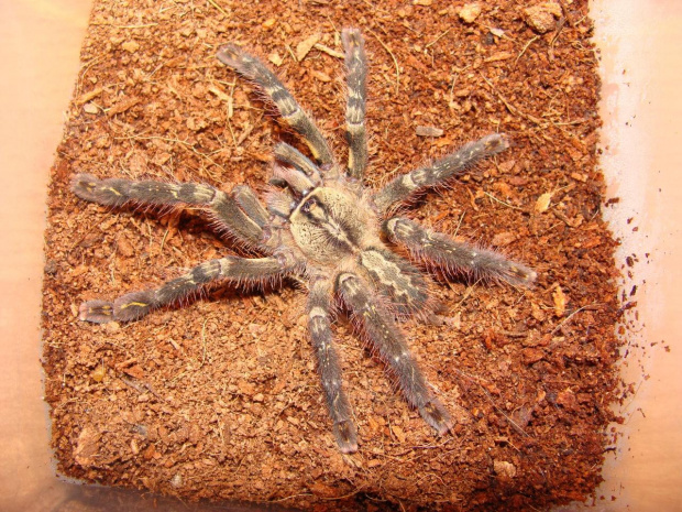 P. ornata