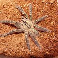 P. ornata