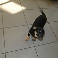 Koty do adopcji #adopcja #adopcje #Gliwice #kocięta #kot #kotki #koty #pomoc #przygarnę #schronisko #zaadoptuję #zwierzęta