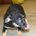 Koty do adopcji #adopcja #adopcje #Gliwice #kocięta #kot #kotki #koty #pomoc #przygarnę #schronisko #zaadoptuję #zwierzęta