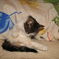 Koty do adopcji #adopcja #adopcje #Gliwice #kocięta #kot #kotki #koty #pomoc #przygarnę #schronisko #zaadoptuję #zwierzęta