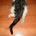 Koty do adopcji #adopcja #adopcje #Gliwice #kocięta #kot #kotki #koty #pomoc #przygarnę #schronisko #zaadoptuję #zwierzęta