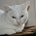 Koty do adopcji #adopcja #adopcje #Gliwice #kocięta #kot #kotki #koty #pomoc #przygarnę #schronisko #zaadoptuję #zwierzęta