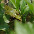 znajdź żabę ;) #bagna #jeziora #natura #płazy #przyroda #rzeki #wiosna #żaba #żaby