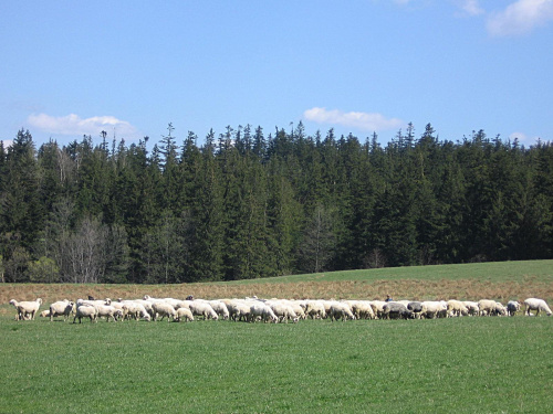 na szlaku #góry #zwierzęta #hale #owce