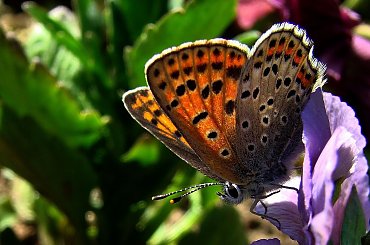 no mam w końcu swojego leśnego przyjaciela :)) #motyl #owad #modraszek #las #lesna #maj