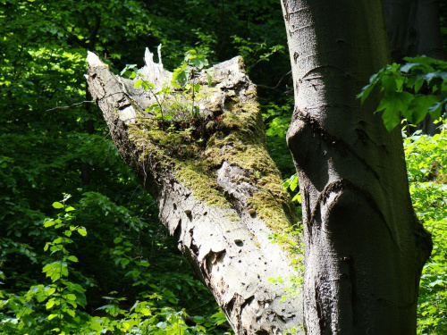 Ojcowski Park Narodowy-w drodze do Jaskini Łokietka-jednookie smutne drzewo