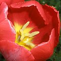 #tulipan #kwiat #roślina #kwiaty