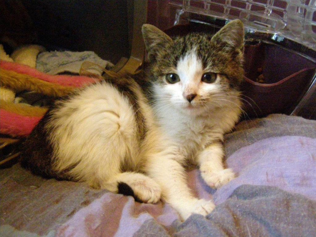 Koty do adopcji #adopcja #adopcje #Gliwice #kocięta #kot #kotki #koty #pomoc #przygarnę #schronisko #zaadoptuję #zwierzęta