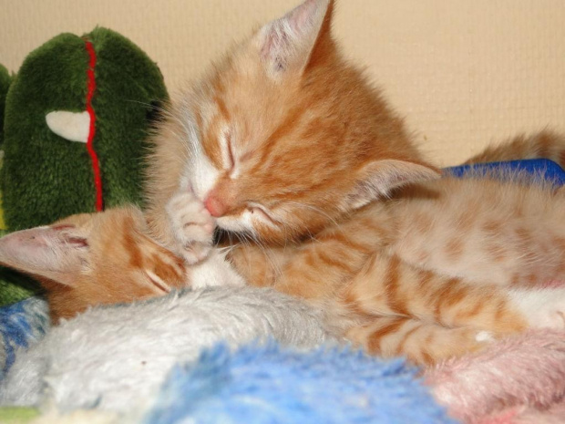 Koty do adopcji #adopcja #adopcje #Gliwice #kocięta #kot #kotki #koty #pomoc #przygarnę #schronisko #zaadoptuję #zwierzęta