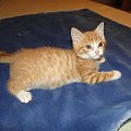 Koty do adopcji #adopcja #adopcje #Gliwice #kocięta #kot #kotki #koty #pomoc #przygarnę #schronisko #zaadoptuję #zwierzęta