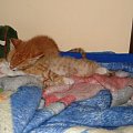 Koty do adopcji #adopcja #adopcje #Gliwice #kocięta #kot #kotki #koty #pomoc #przygarnę #schronisko #zaadoptuję #zwierzęta