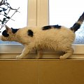 Koty do adopcji #adopcja #adopcje #Gliwice #kocięta #kot #kotki #koty #pomoc #przygarnę #schronisko #zaadoptuję #zwierzęta