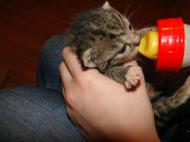 Koty do adopcji #adopcja #adopcje #Gliwice #kocięta #kot #kotki #koty #pomoc #przygarnę #schronisko #zaadoptuję #zwierzęta