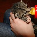 Koty do adopcji #adopcja #adopcje #Gliwice #kocięta #kot #kotki #koty #pomoc #przygarnę #schronisko #zaadoptuję #zwierzęta