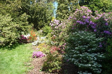 rododendrony i azalie #kwiaty #arboretum #rododendrony