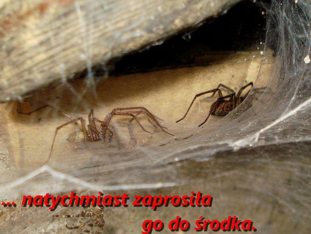 Tegenaria atrica - Kątnik większy #PająkKatnik