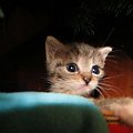 Koty do adopcji #adopcja #adopcje #Gliwice #kocięta #kot #kotki #koty #pomoc #przygarnę #schronisko #zaadoptuję #zwierzęta