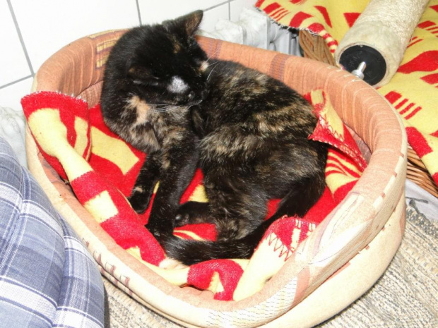 Koty do adopcji #adopcja #adopcje #Gliwice #kocięta #kot #kotki #koty #pomoc #przygarnę #schronisko #zaadoptuję #zwierzęta