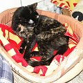 Koty do adopcji #adopcja #adopcje #Gliwice #kocięta #kot #kotki #koty #pomoc #przygarnę #schronisko #zaadoptuję #zwierzęta