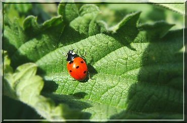 biedronka ;D #makro #biedronka #owad #chrząszcz