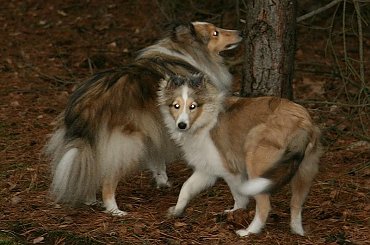 #OwczarekSzetlandzki #sheltie #szetland