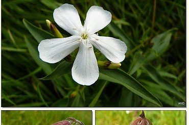 Na przydrożnej łące #łąka #chwasty #roślinki