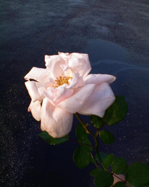 #kwiaty #róże #róża #flora