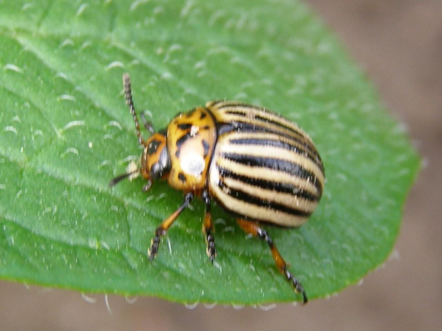 Stonka ziemniaczana