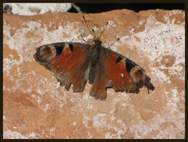 też upolowałam motyla, ale z bardzo bogatą przeszłością......no co, u mnie tylko takie boroki fruwają:))))))