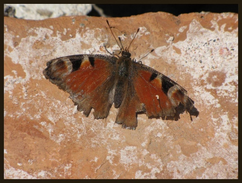 też upolowałam motyla, ale z bardzo bogatą przeszłością......no co, u mnie tylko takie boroki fruwają:))))))